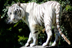 Rare White Tiger929922542 300x200 - Rare White Tiger - white, Tiger, Rare, Leopards